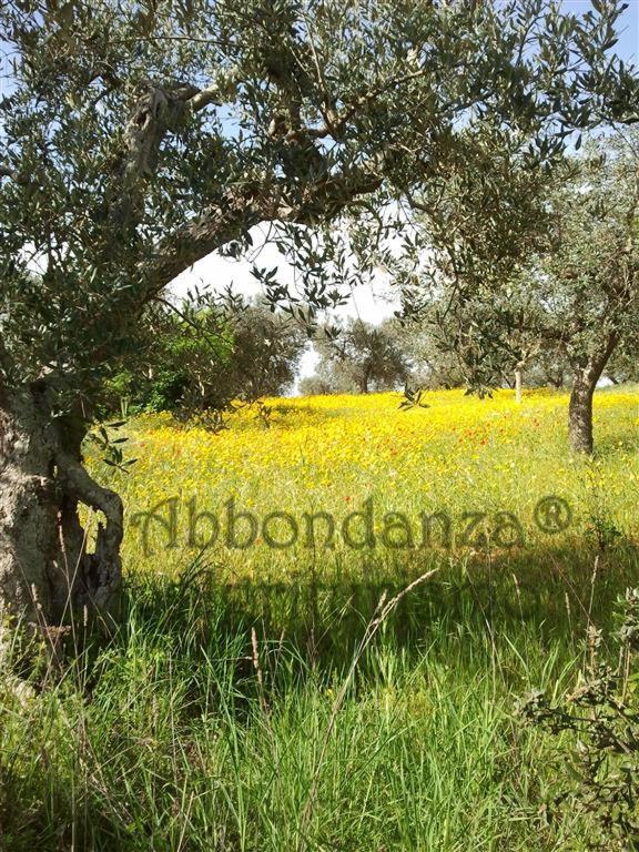알베르벨로 Agriturismo Abbondanza 빌라 외부 사진