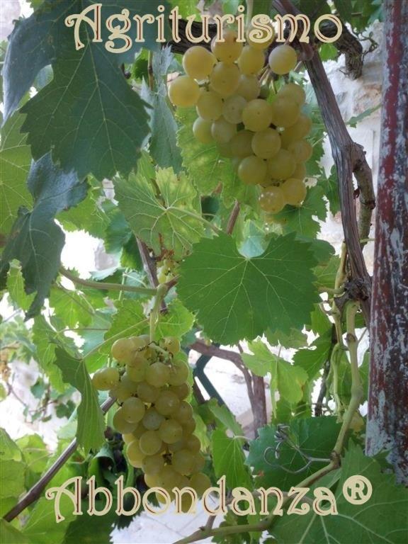 알베르벨로 Agriturismo Abbondanza 빌라 외부 사진